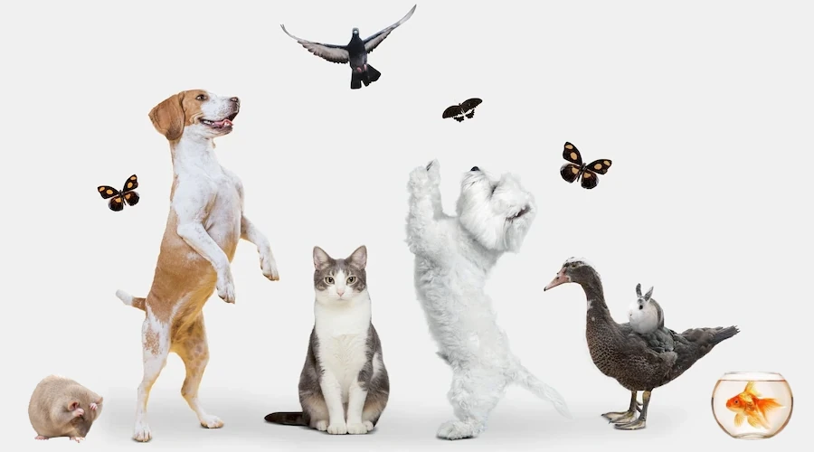 Imagem JPG, Indisponivel